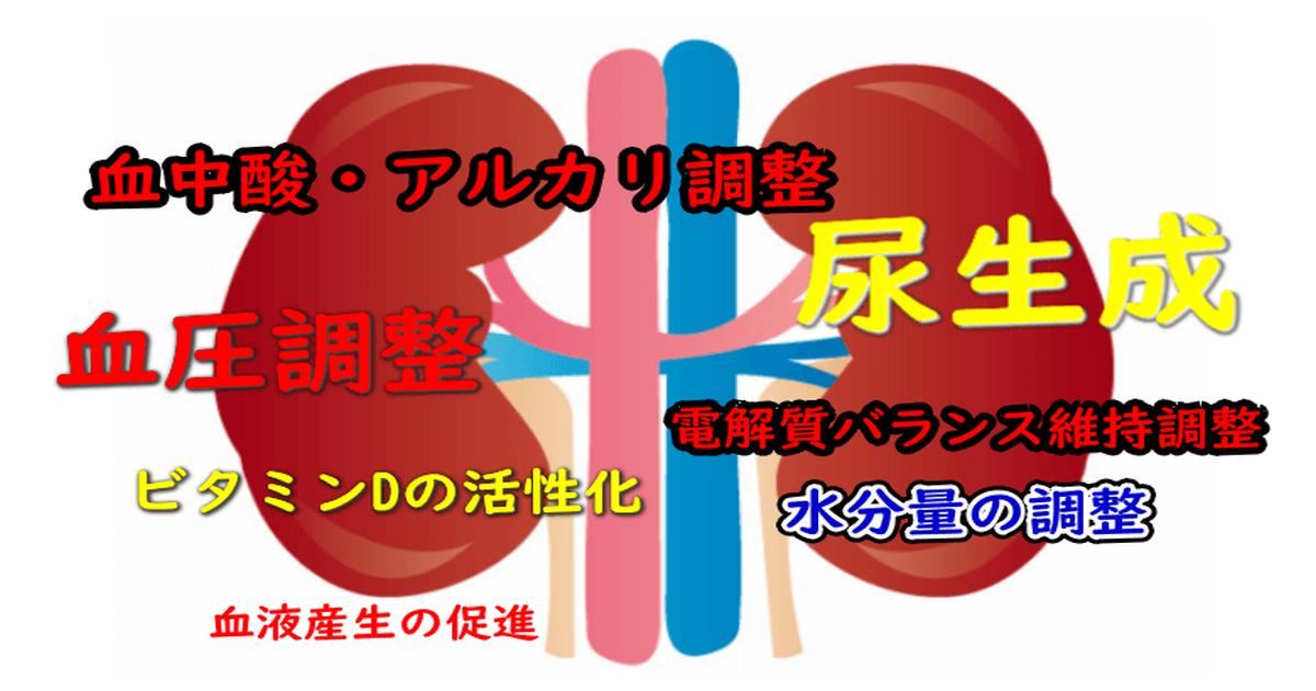 腎臓の7つの働き