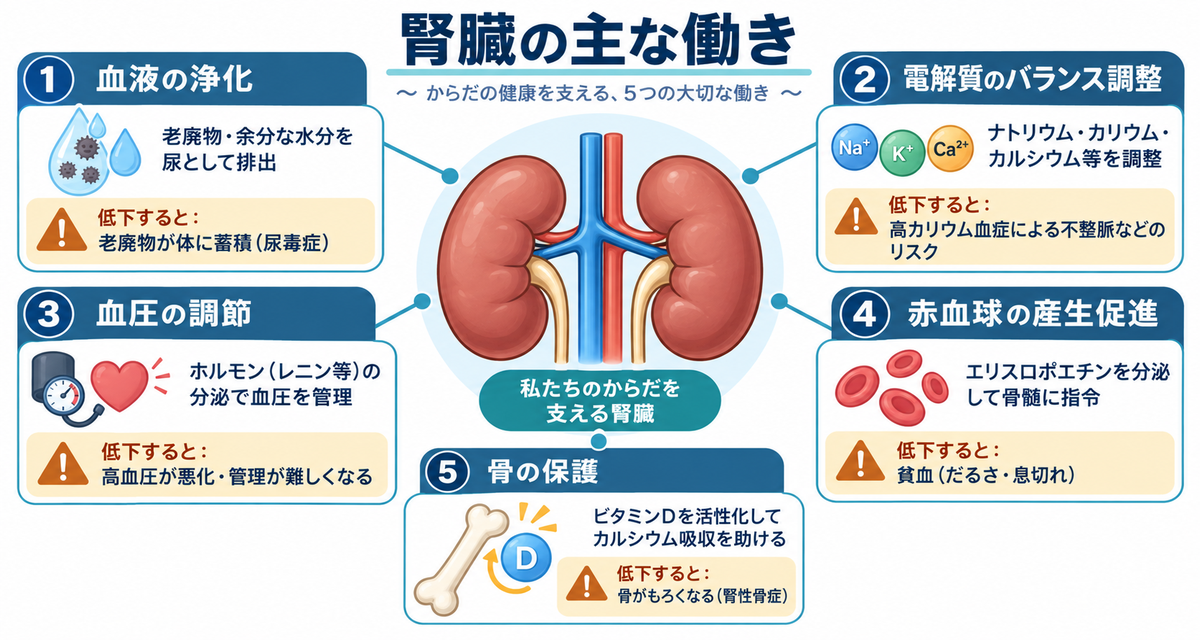腎臓の主な働き