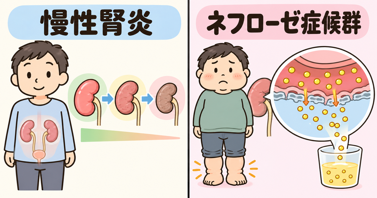 慢性腎炎とネフローゼの違い