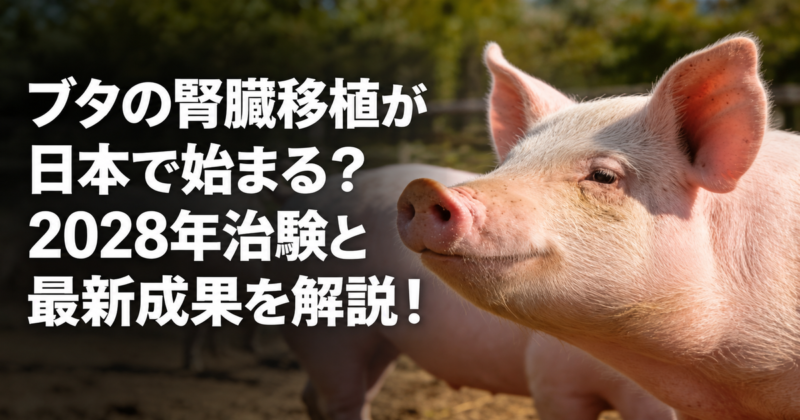 ブタの腎臓移植が日本で始まる？2028年治験と最新成果を解説！